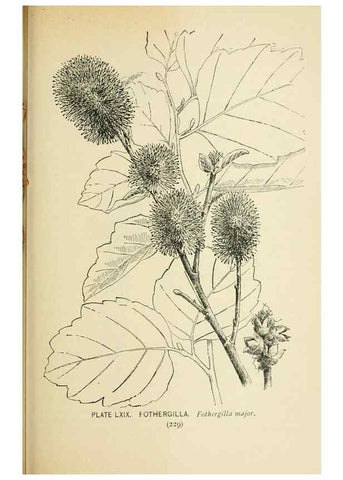 Reproducción/Reproduction 8427258530: Southern wild flowers and trees,. New York,Stokes[1901]