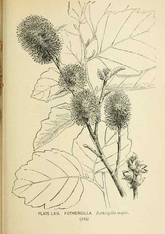 Reproducción/Reproduction 8427258530: Southern wild flowers and trees,. New York,Stokes[1901]