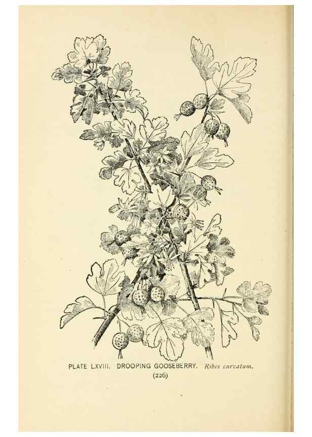 Reproducción/Reproduction 8426166793: Southern wild flowers and trees,. New York,Stokes[1901]