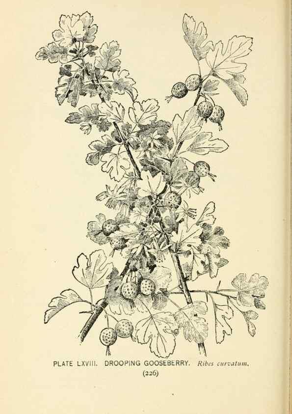 Reproducción/Reproduction 8426166793: Southern wild flowers and trees,. New York,Stokes[1901]