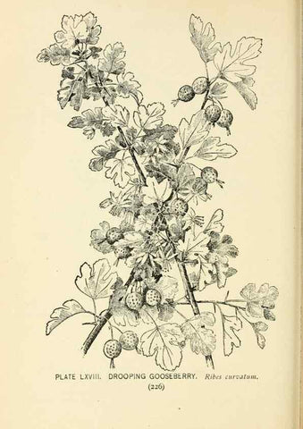 Reproducción/Reproduction 8426166793: Southern wild flowers and trees,. New York,Stokes[1901]