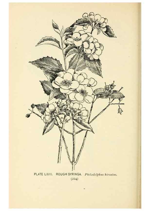 Reproducción/Reproduction 8426166187: Southern wild flowers and trees,. New York,Stokes[1901]