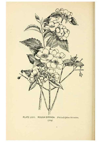 Reproducción/Reproduction 8426166187: Southern wild flowers and trees,. New York,Stokes[1901]
