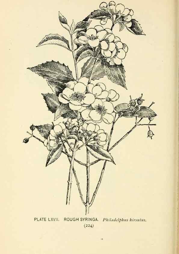 Reproducción/Reproduction 8426166187: Southern wild flowers and trees,. New York,Stokes[1901]