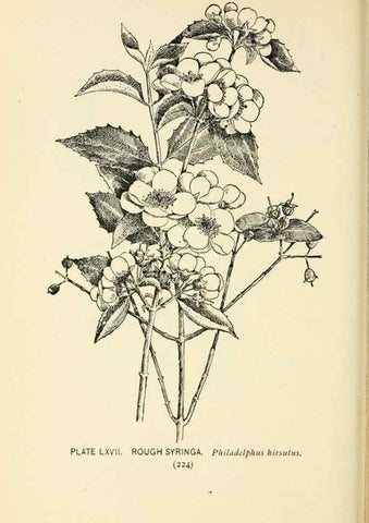 Reproducción/Reproduction 8426166187: Southern wild flowers and trees,. New York,Stokes[1901]