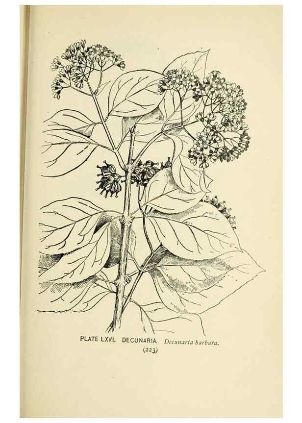 Reproducción/Reproduction 8426165317: Southern wild flowers and trees,. New York,Stokes[1901]