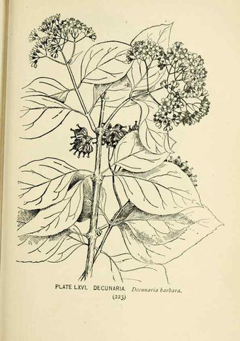 Reproducción/Reproduction 8426165317: Southern wild flowers and trees,. New York,Stokes[1901]