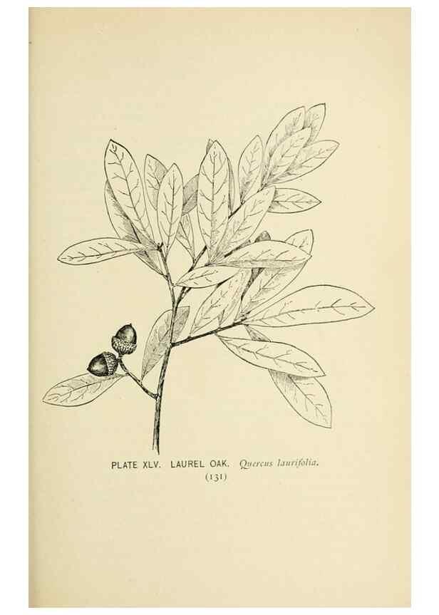Reproducción/Reproduction 8426150837: Southern wild flowers and trees,. New York,Stokes[1901]