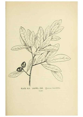 Reproducción/Reproduction 8426150837: Southern wild flowers and trees,. New York,Stokes[1901]