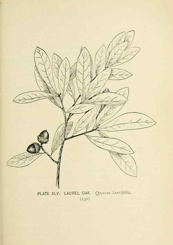 Reproducción/Reproduction 8426150837: Southern wild flowers and trees,. New York,Stokes[1901]