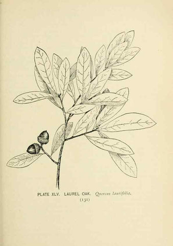 Reproducción/Reproduction 8426150837: Southern wild flowers and trees,. New York,Stokes[1901]