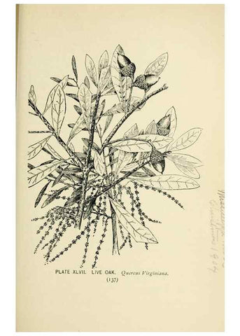 Reproducción/Reproduction 8426152399: Southern wild flowers and trees,. New York,Stokes[1901]