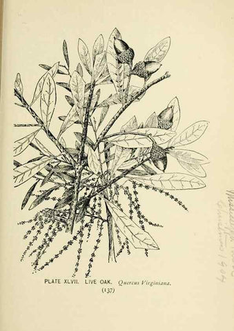 Reproducción/Reproduction 8426152399: Southern wild flowers and trees,. New York,Stokes[1901]