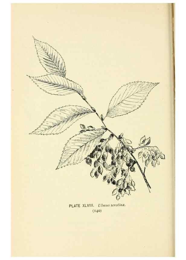 Reproducción/Reproduction 8426152921: Southern wild flowers and trees,. New York,Stokes[1901]