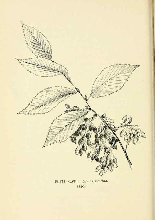 Reproducción/Reproduction 8426152921: Southern wild flowers and trees,. New York,Stokes[1901]