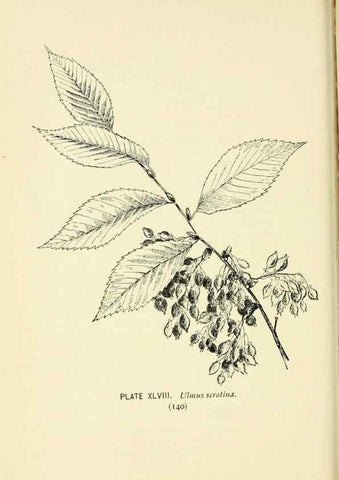 Reproducción/Reproduction 8426152921: Southern wild flowers and trees,. New York,Stokes[1901]