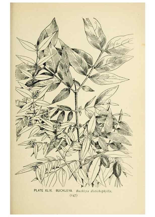 Reproducción/Reproduction 8426153503: Southern wild flowers and trees,. New York,Stokes[1901]