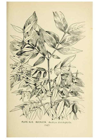 Reproducción/Reproduction 8426153503: Southern wild flowers and trees,. New York,Stokes[1901]