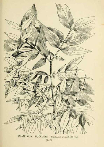 Reproducción/Reproduction 8426153503: Southern wild flowers and trees,. New York,Stokes[1901]