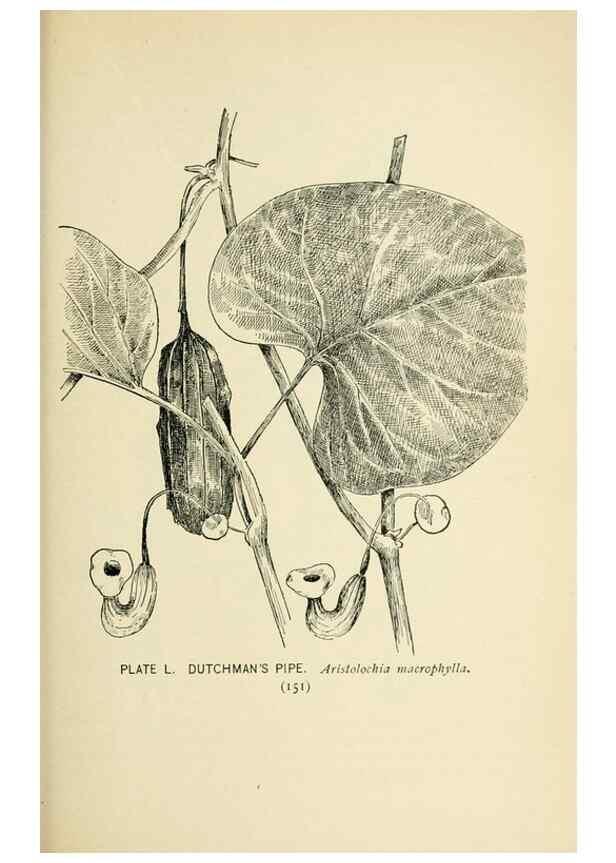 Reproducción/Reproduction 8427245184: Southern wild flowers and trees,. New York,Stokes[1901]