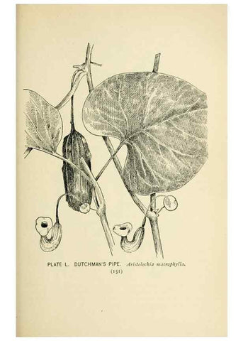 Reproducción/Reproduction 8427245184: Southern wild flowers and trees,. New York,Stokes[1901]