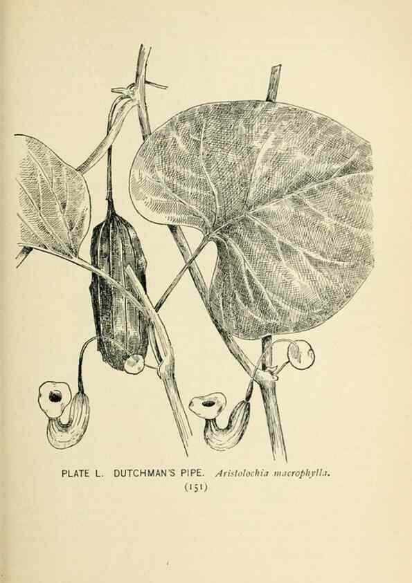 Reproducción/Reproduction 8427245184: Southern wild flowers and trees,. New York,Stokes[1901]