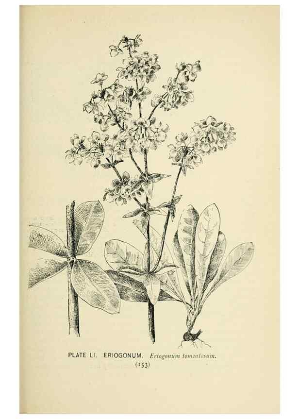 Reproducción/Reproduction 8426154805: Southern wild flowers and trees,. New York,Stokes[1901]