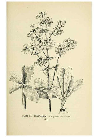 Reproducción/Reproduction 8426154805: Southern wild flowers and trees,. New York,Stokes[1901]