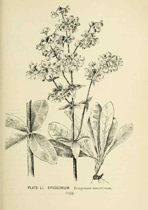 Reproducción/Reproduction 8426154805: Southern wild flowers and trees,. New York,Stokes[1901]