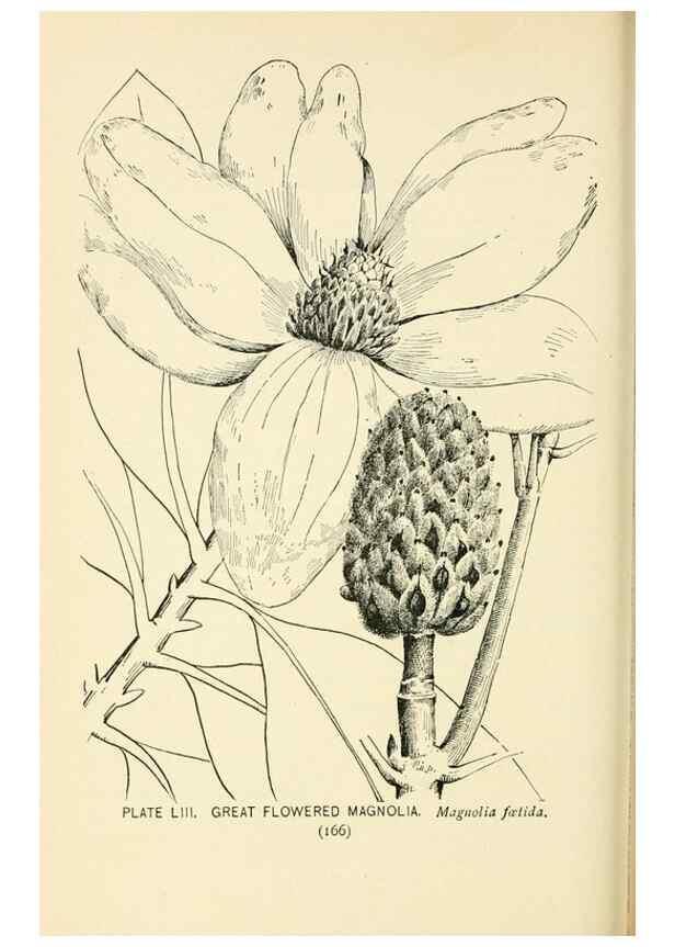 Reproducción/Reproduction 8426155879: Southern wild flowers and trees,. New York,Stokes[1901]