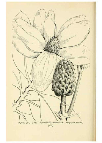 Reproducción/Reproduction 8426155879: Southern wild flowers and trees,. New York,Stokes[1901]