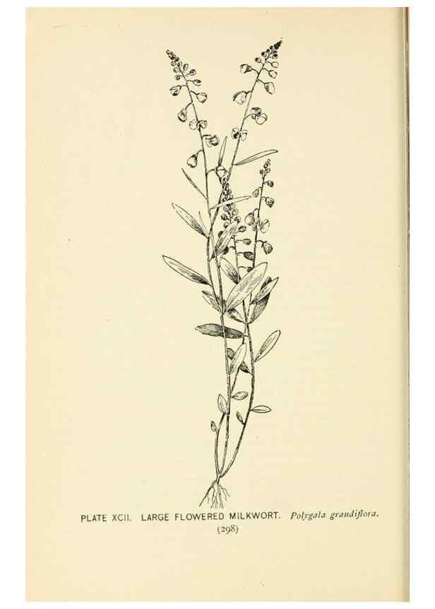 Reproducción/Reproduction 8426182687: Southern wild flowers and trees,. New York,Stokes[1901]