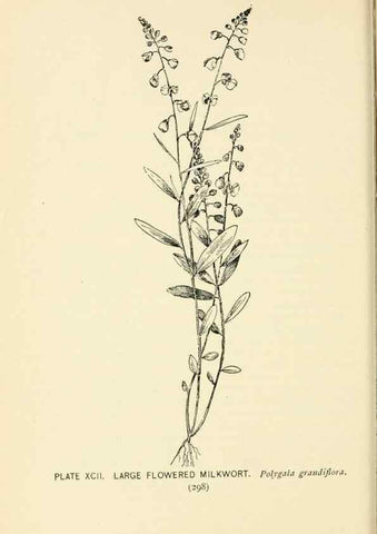 Reproducción/Reproduction 8426182687: Southern wild flowers and trees,. New York,Stokes[1901]