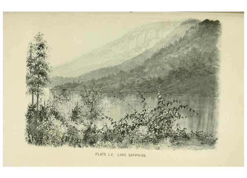Reproducción/Reproduction 8426157191: Southern wild flowers and trees,. New York,Stokes[1901]