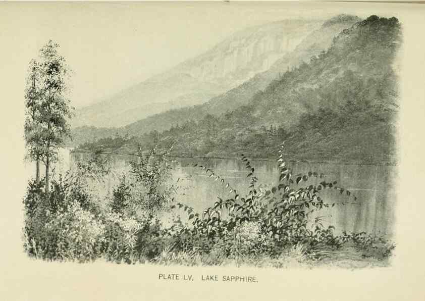 Reproducción/Reproduction 8426157191: Southern wild flowers and trees,. New York,Stokes[1901]