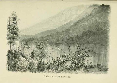 Reproducción/Reproduction 8426157191: Southern wild flowers and trees,. New York,Stokes[1901]