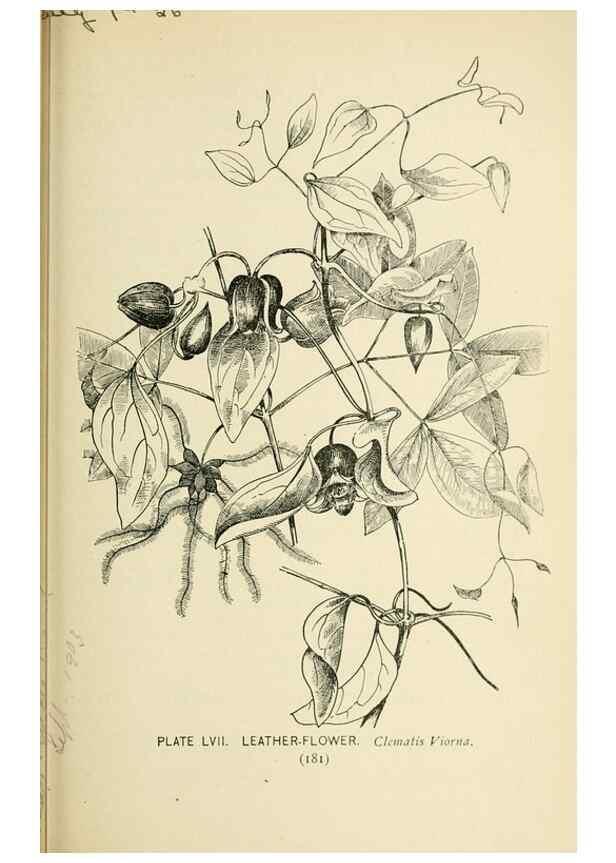 Reproducción/Reproduction 8427249676: Southern wild flowers and trees,. New York,Stokes[1901]