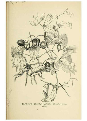 Reproducción/Reproduction 8427249676: Southern wild flowers and trees,. New York,Stokes[1901]