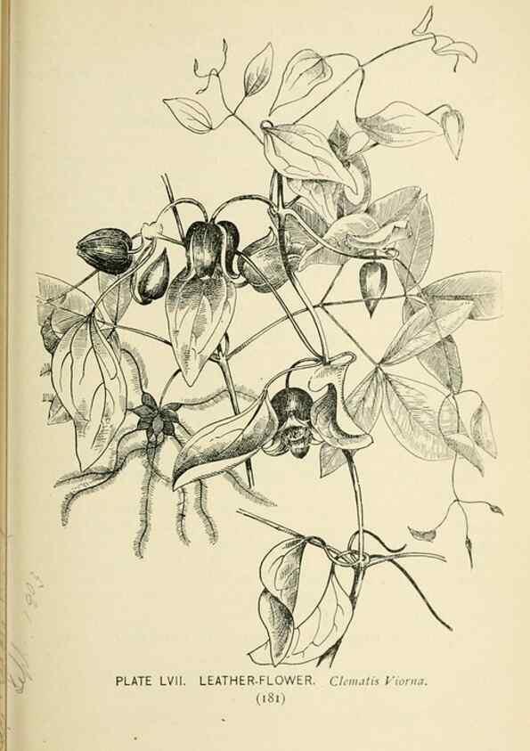 Reproducción/Reproduction 8427249676: Southern wild flowers and trees,. New York,Stokes[1901]