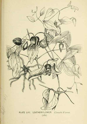 Reproducción/Reproduction 8427249676: Southern wild flowers and trees,. New York,Stokes[1901]