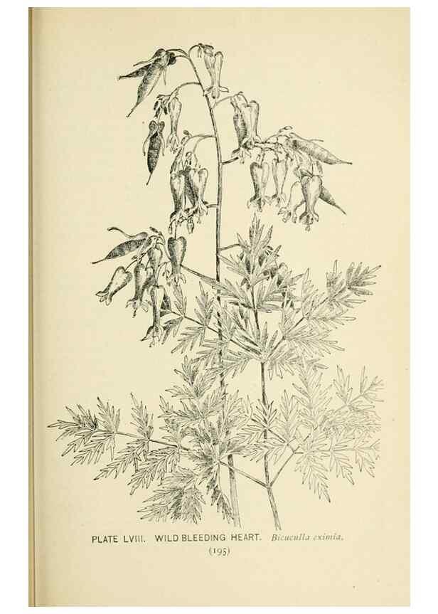 Reproducción/Reproduction 8426159273: Southern wild flowers and trees,. New York,Stokes[1901]