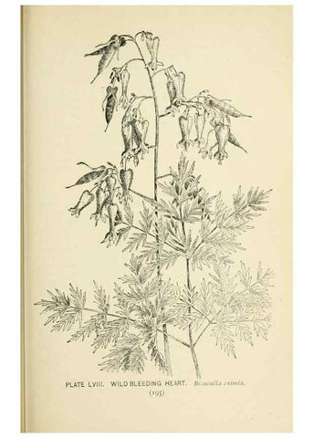 Reproducción/Reproduction 8426159273: Southern wild flowers and trees,. New York,Stokes[1901]