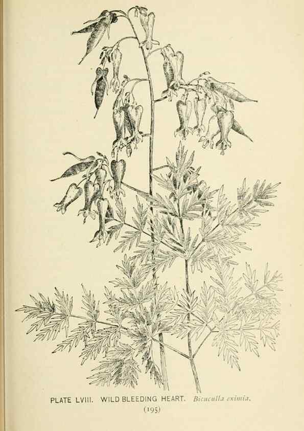 Reproducción/Reproduction 8426159273: Southern wild flowers and trees,. New York,Stokes[1901]
