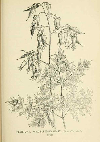Reproducción/Reproduction 8426159273: Southern wild flowers and trees,. New York,Stokes[1901]