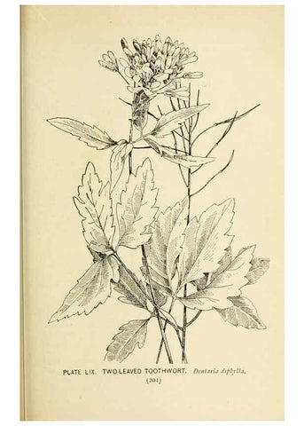 Reproducción/Reproduction 8426160005: Southern wild flowers and trees,. New York,Stokes[1901]