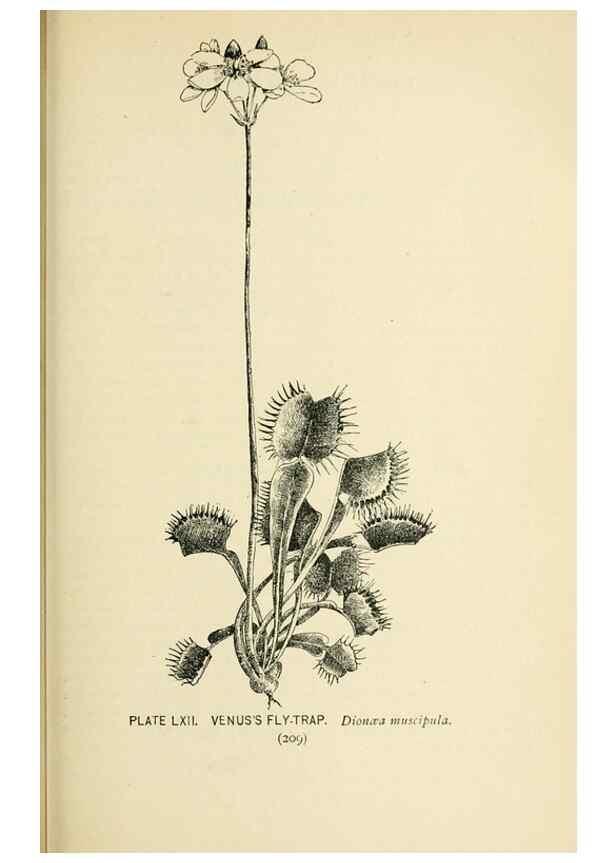 Reproducción/Reproduction 8426162227: Southern wild flowers and trees,. New York,Stokes[1901]