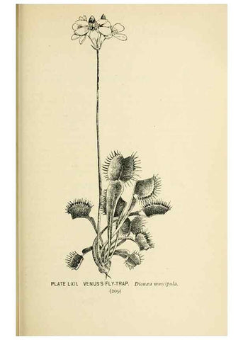 Reproducción/Reproduction 8426162227: Southern wild flowers and trees,. New York,Stokes[1901]