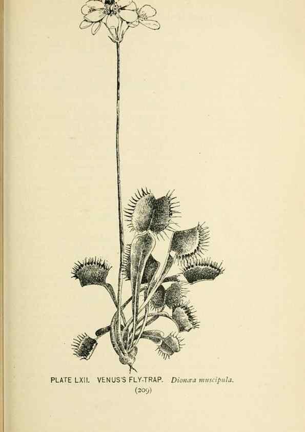 Reproducción/Reproduction 8426162227: Southern wild flowers and trees,. New York,Stokes[1901]