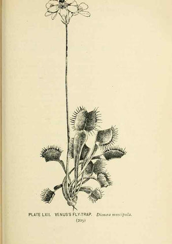 Reproducción/Reproduction 8426162227: Southern wild flowers and trees,. New York,Stokes[1901]