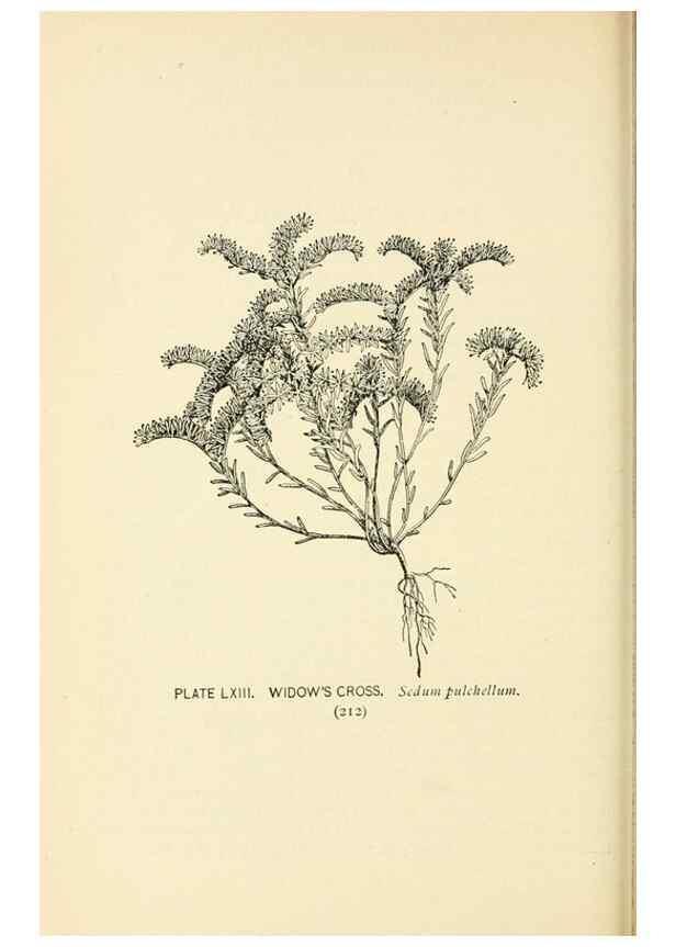 Reproducción/Reproduction 8427253938: Southern wild flowers and trees,. New York,Stokes[1901]